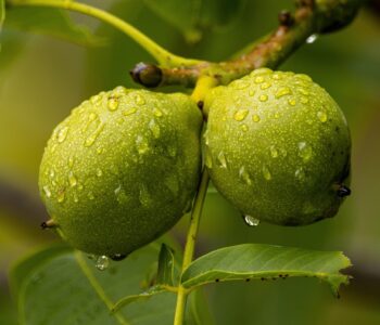 walnuts-6580733_1280